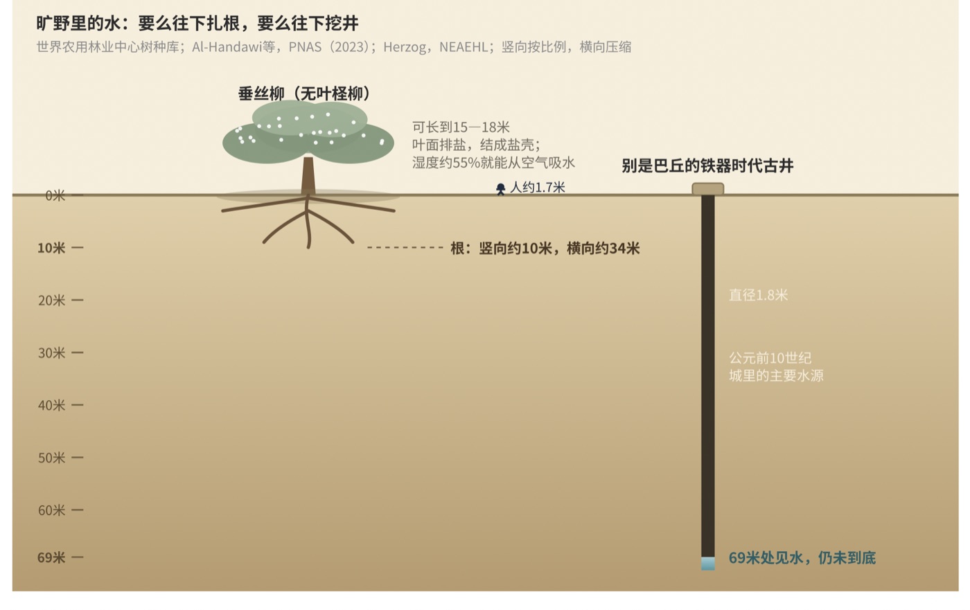 图六 旷野里找水:垂丝柳的根与别是巴的井