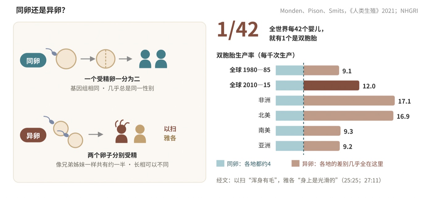 图一 同卵还是异卵?今天的双胞胎