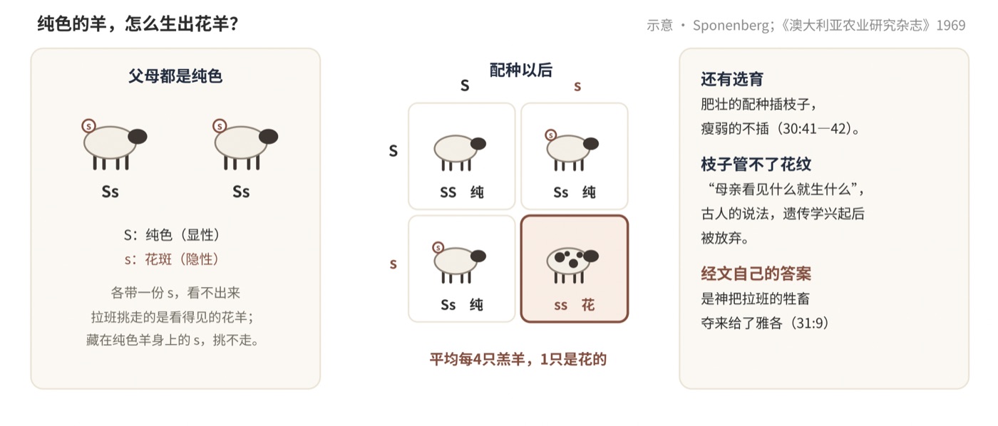 图四 纯色的羊,怎么生出花羊?(示意:假设花斑由一个隐性基因控制)